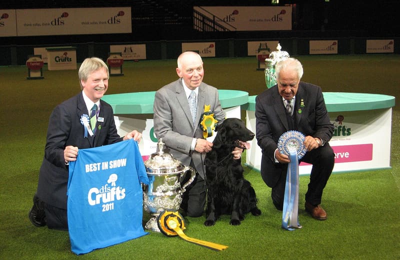 Crufts dog show (2011)