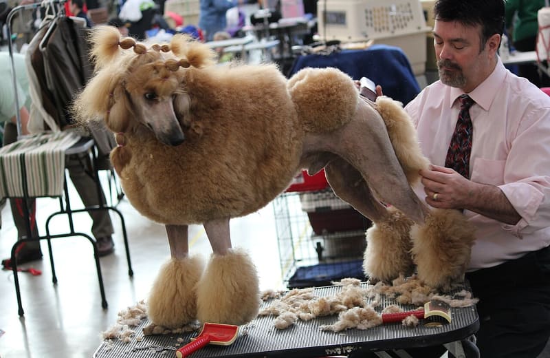 Dog grooming at a grooming show (general picture, not Intergroom)